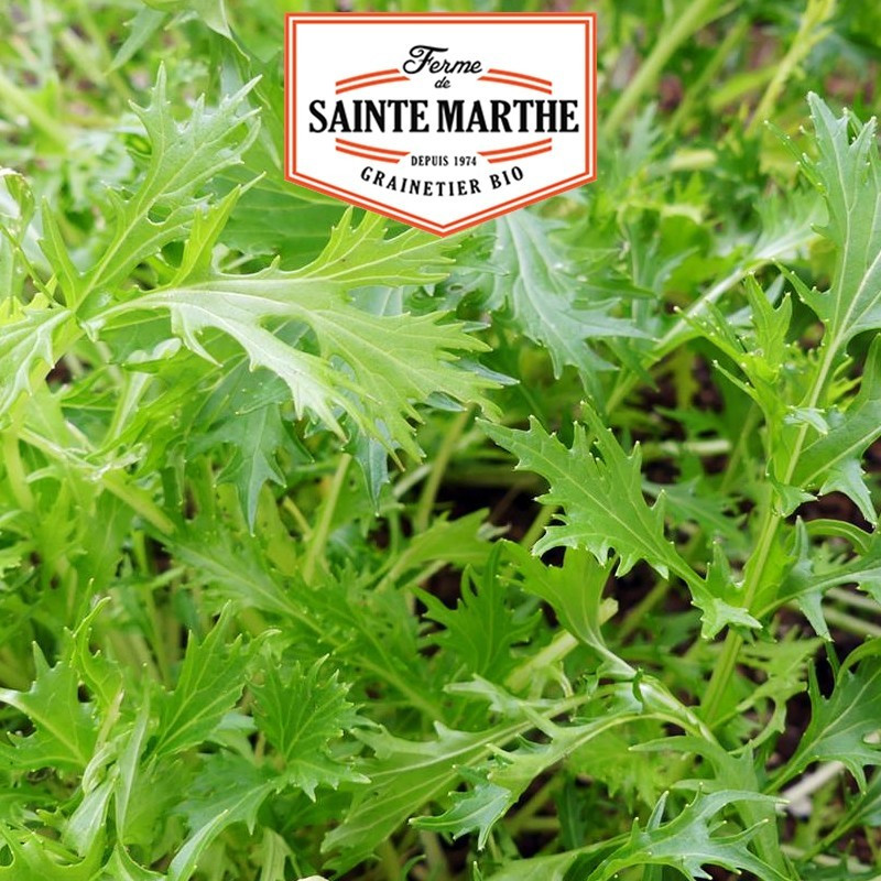  <x>La ferme Sainte Marthe</x> - 300 seeds Cabbage Mizuna