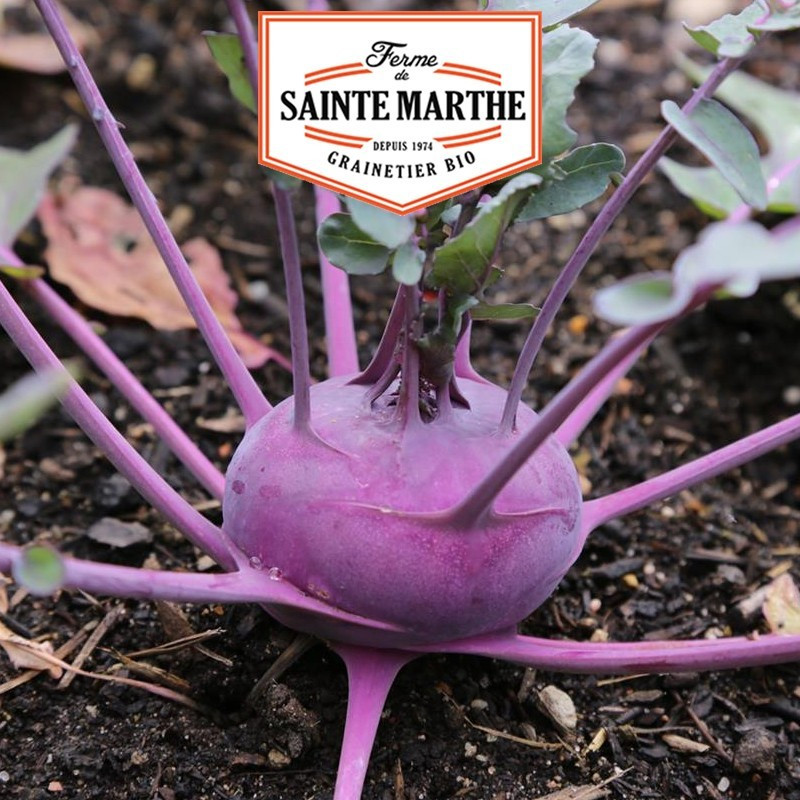  <x>La ferme Sainte Marthe</x> - 80 seeds Cabbage-Rava Azur Star