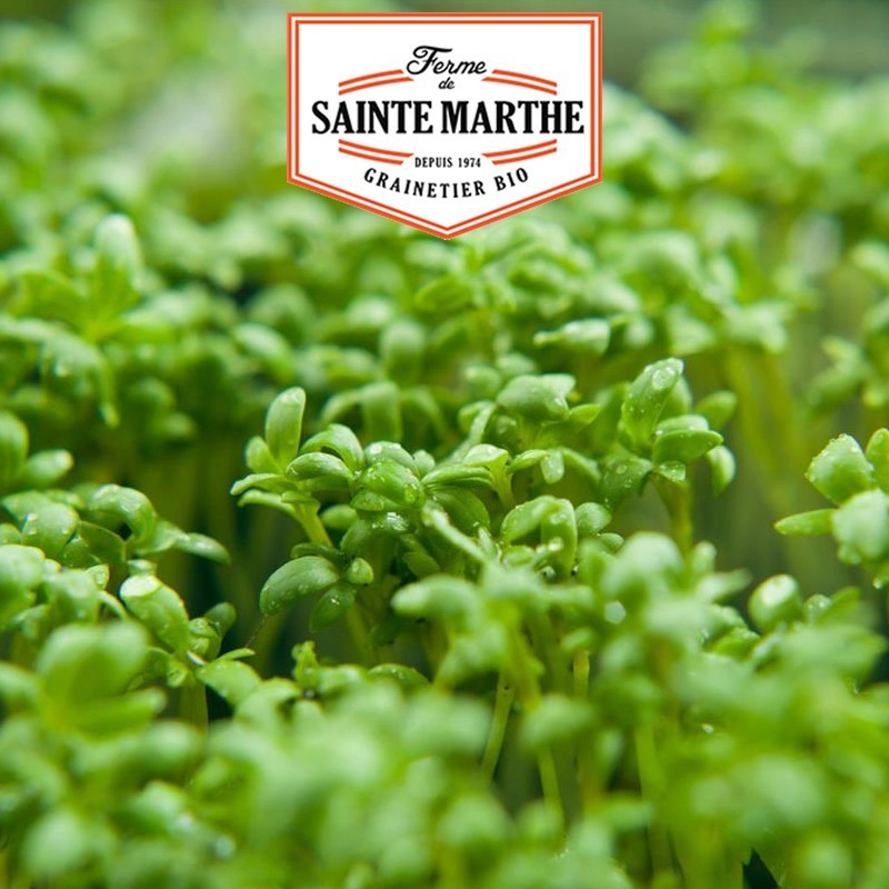 La ferme Sainte Marthe - 500 sementes Cresson Alenois
