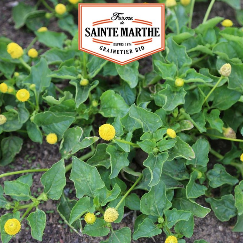La ferme Sainte Marthe - 300 sementes Yellow Para Cress Bredy Mafana