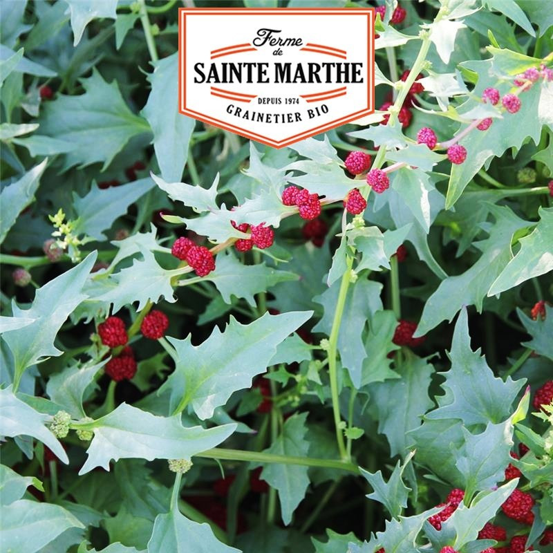  <x>La ferme Sainte Marthe</x> - 200 seeds Spinach Strawberry
