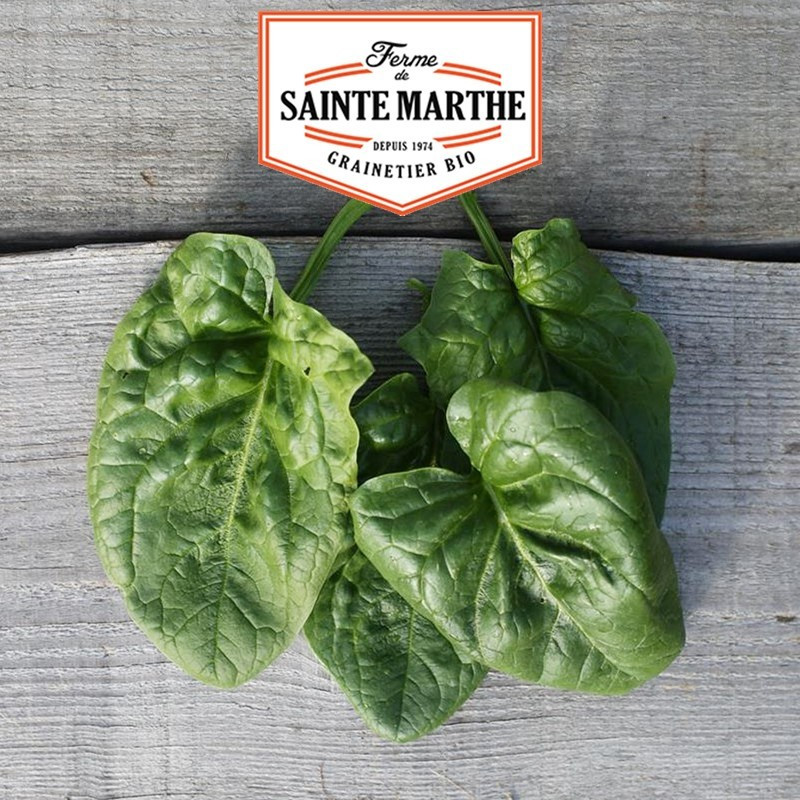  <x>La ferme Sainte Marthe</x> - 500 seeds Giant Winter Spinach