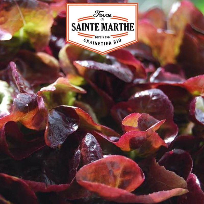 <x>La ferme Sainte Marthe</x> - 500 seeds Red Salad Bowl Cutting Lettuce