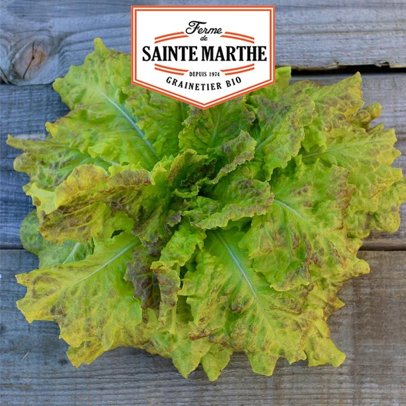  <x>La ferme Sainte Marthe</x> - 500 seeds Lettuce, cut lettuce Saint Vincent