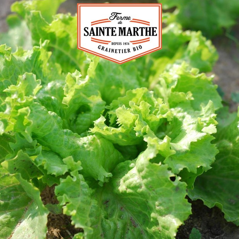  <x>La ferme Sainte Marthe</x> - 500 seeds Lettuce Batavia de Pierre-Benite
