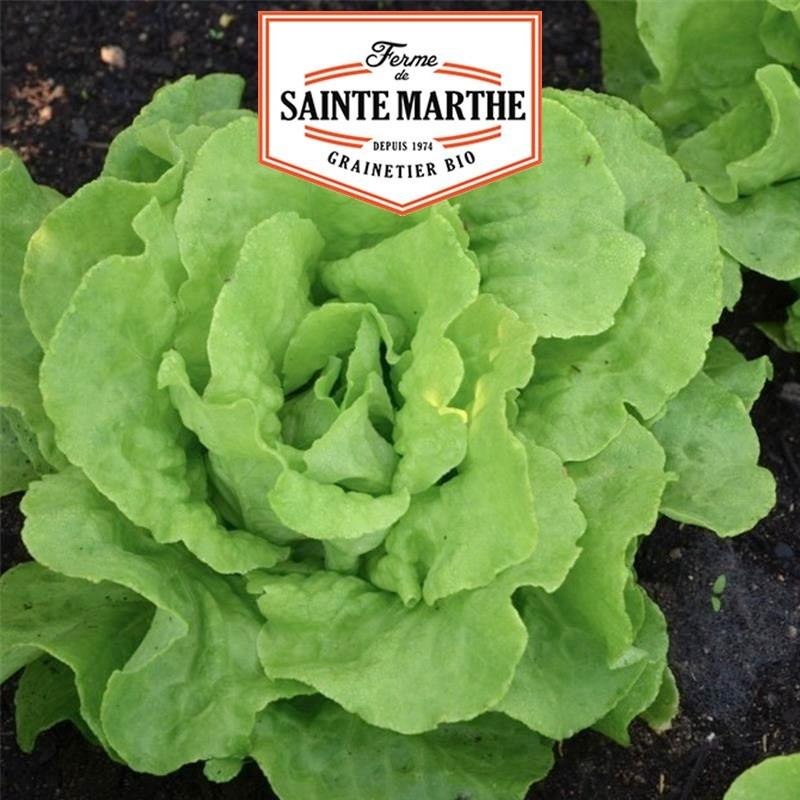  <x>La ferme Sainte Marthe</x> - 500 seeds Appia Lettuce