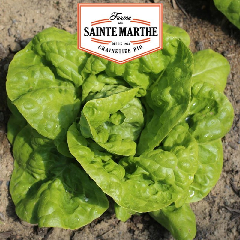  <x>La ferme Sainte Marthe</x> - 500 Samen Kopfsalat aus Polen