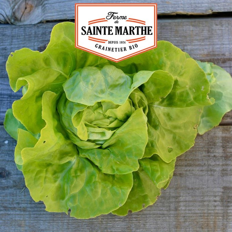  <x>La ferme Sainte Marthe</x> - 500 Samen Kopfsalat Express