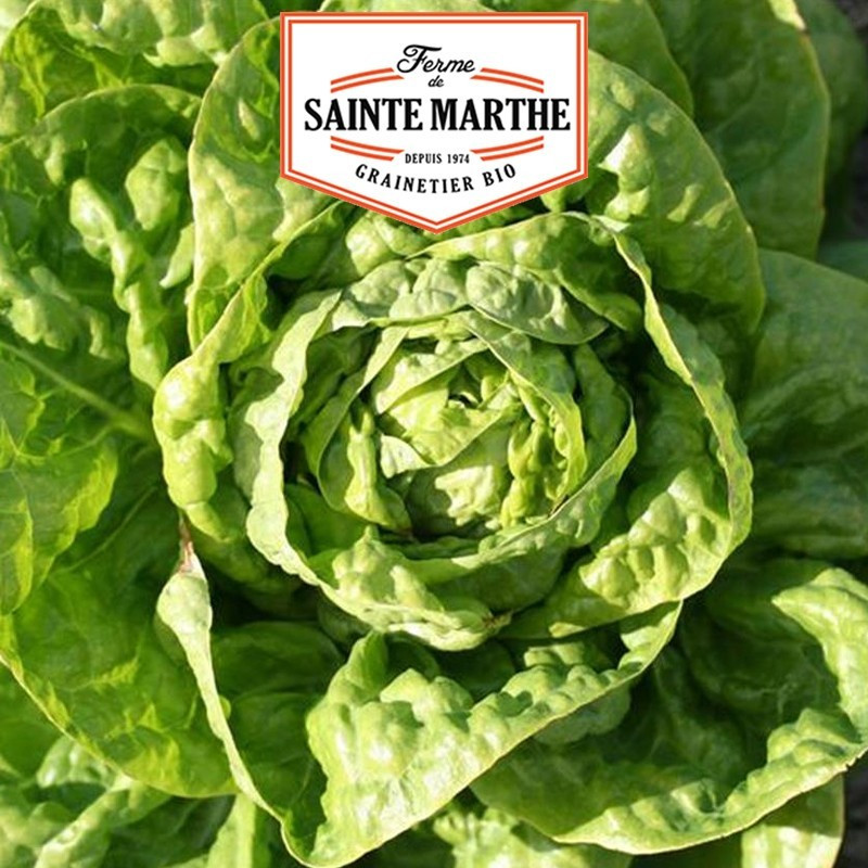  <x>La ferme Sainte Marthe</x> - 500 seeds Head Lettuce Big Blonde Lazyhead Lettuce