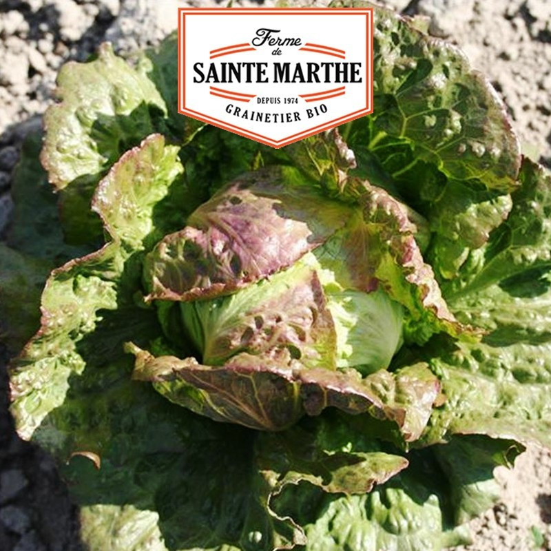  <x>La ferme Sainte Marthe</x> - 500 seeds Lettuce Apple Pasquier