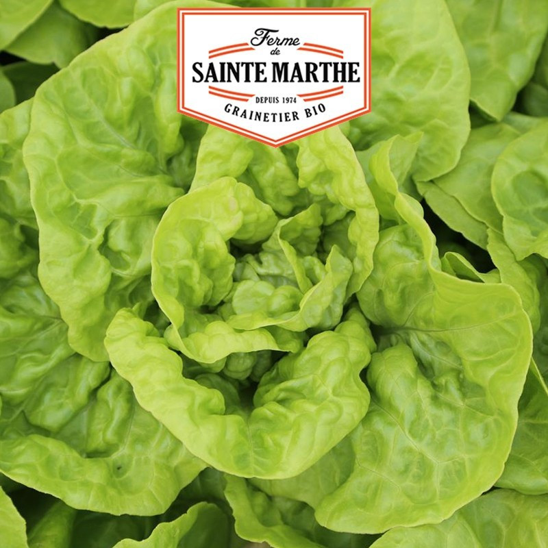  <x>La ferme Sainte Marthe</x> - 500 seeds Head Lettuce Queen of May