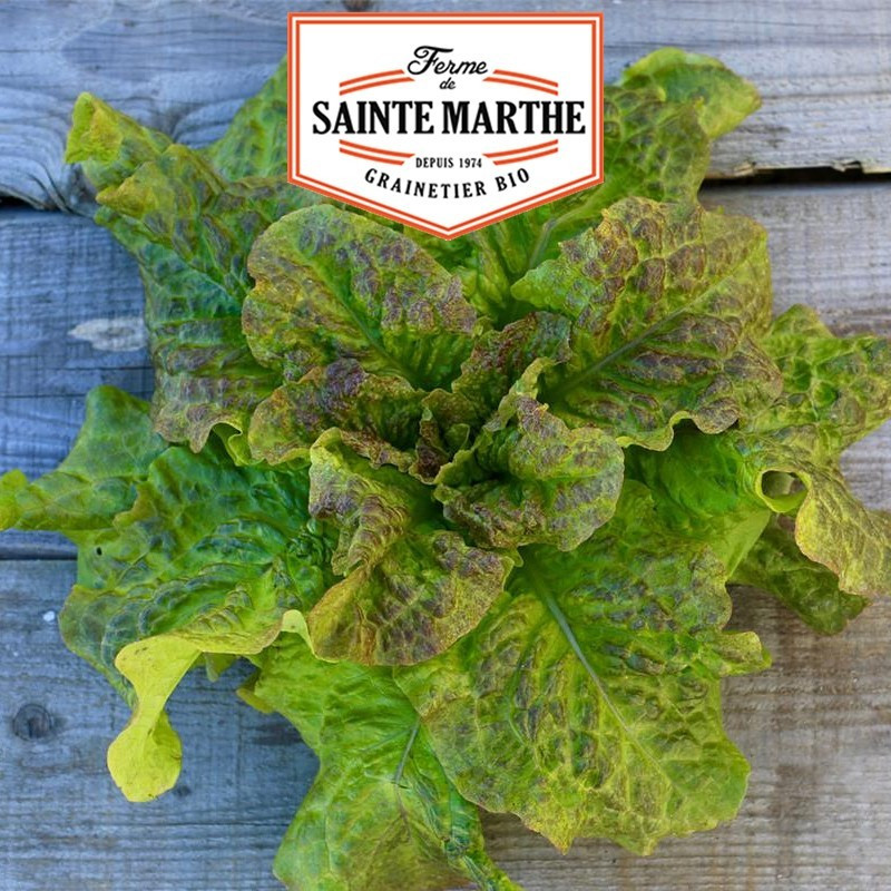  <x>La ferme Sainte Marthe</x> - 500 Samen Kopfsalat Saint Antoine