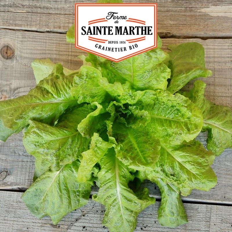  <x>La ferme Sainte Marthe</x> - 500 seeds Romaine Winter Lettuce from Sainte Marthe
