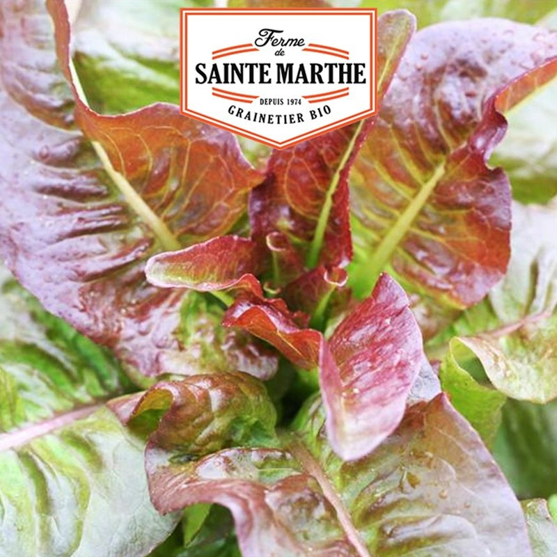  <x>La ferme Sainte Marthe</x> - 500 seeds Red Romaine Lettuce Devil's Ears