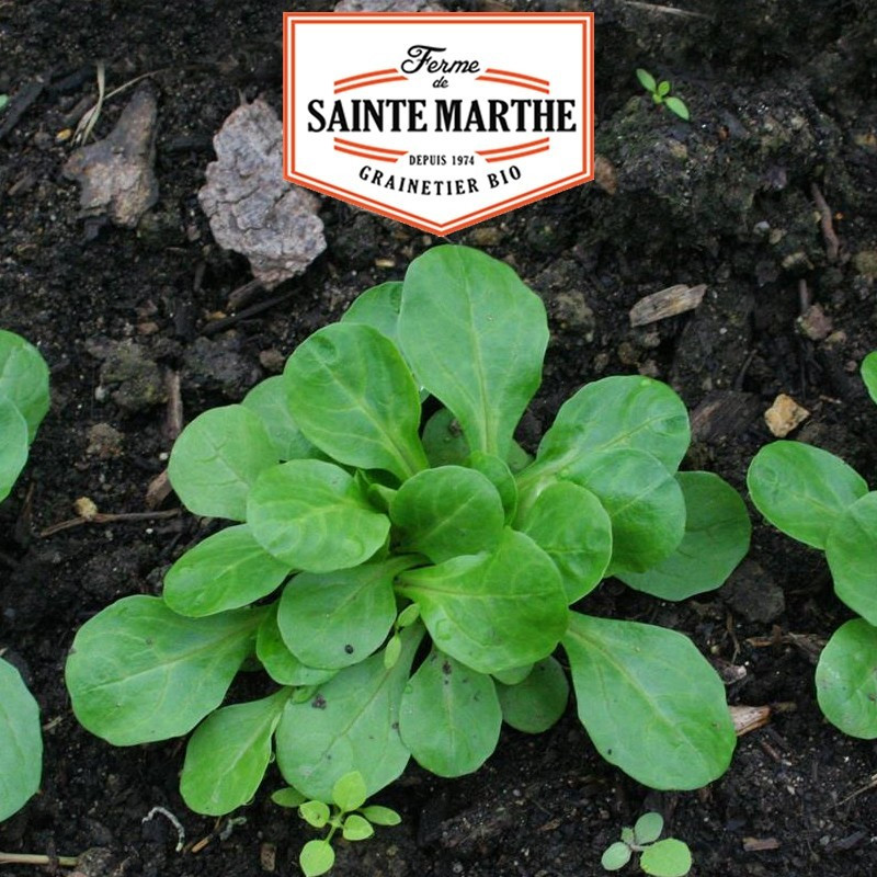  <x>La ferme Sainte Marthe</x> - 500 Samen Großfrüchtiger Feldsalat