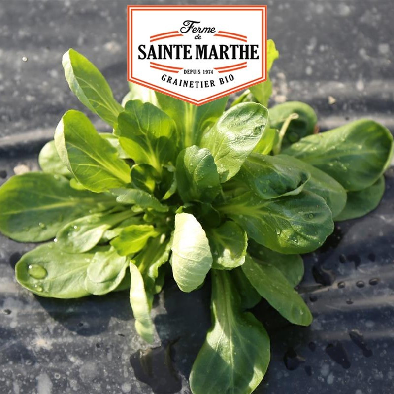  <x>La ferme Sainte Marthe</x> - 500 seeds Lamb's lettuce Louviers shell