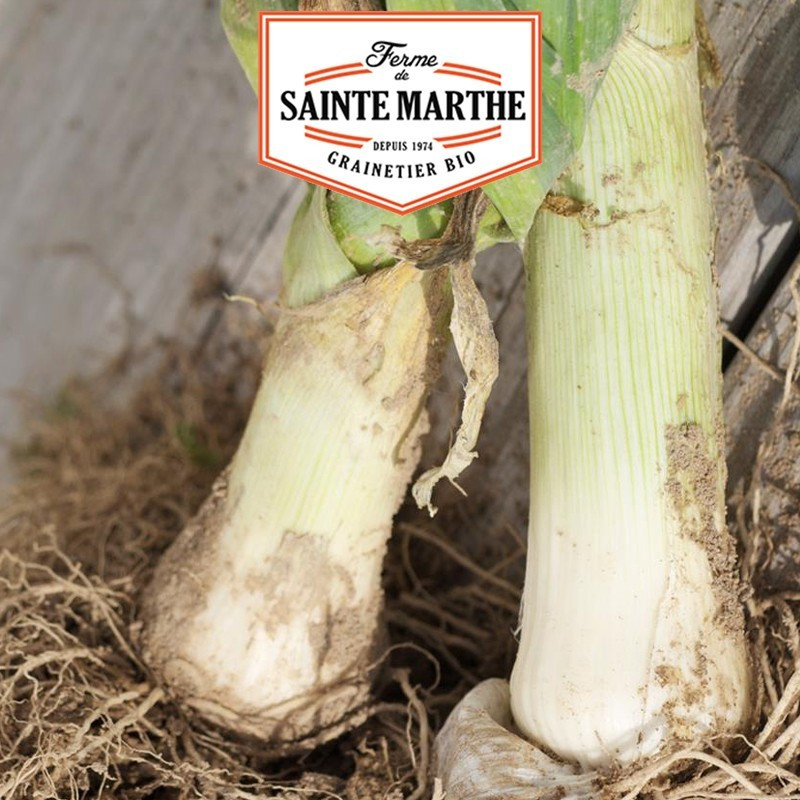  <x>La ferme Sainte Marthe</x> - 500 Samen Porree aus Carentan 2