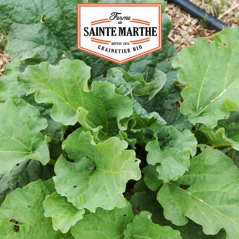 La ferme Sainte Marthe - 100 sementes Rhubarb Victoria