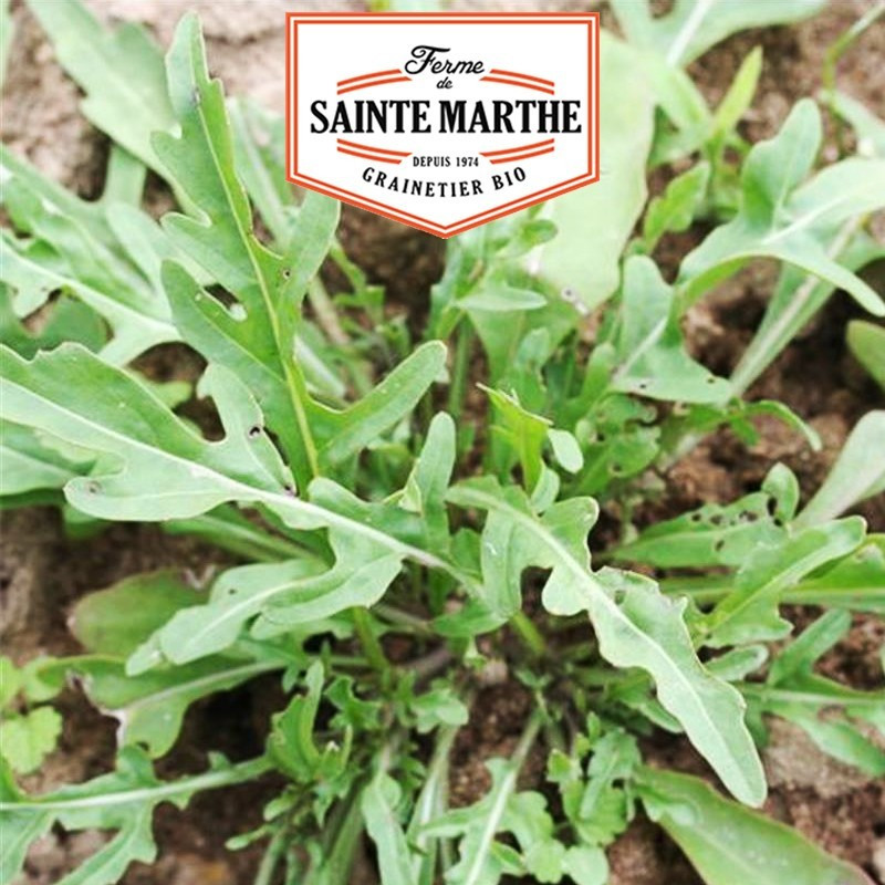 La ferme Sainte Marthe - 1000 sementes Roquette Cultivée