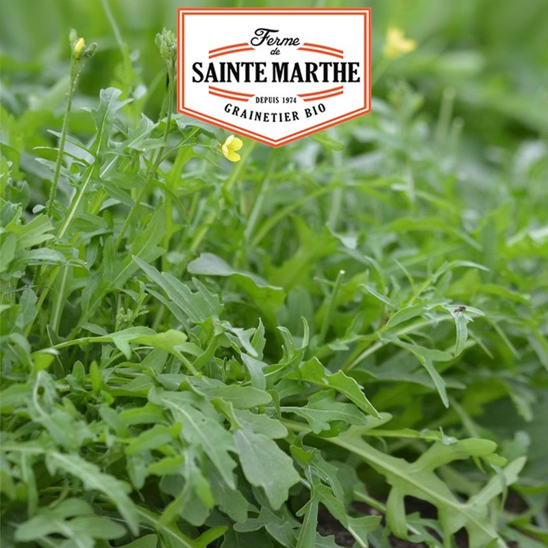 La ferme Sainte Marthe - 1000 sementes Roquette Sauvage
