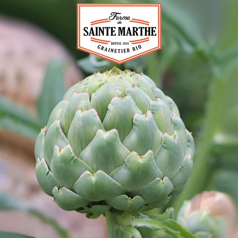  <x>La ferme Sainte Marthe</x> - 20 seeds Artichoke Imperial Star