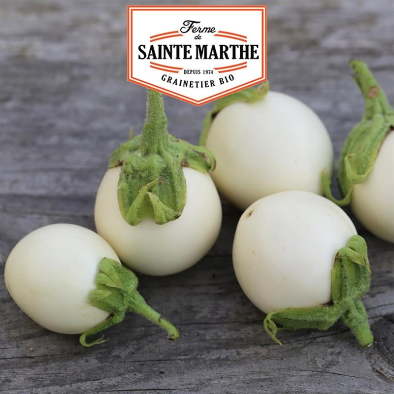  <x>La ferme Sainte Marthe</x> - 50 seeds Eggplant White Round Eggplant