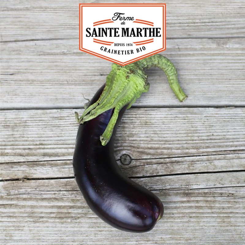  <x>La ferme Sainte Marthe</x> - 50 Samen Aubergine aus Barbentane