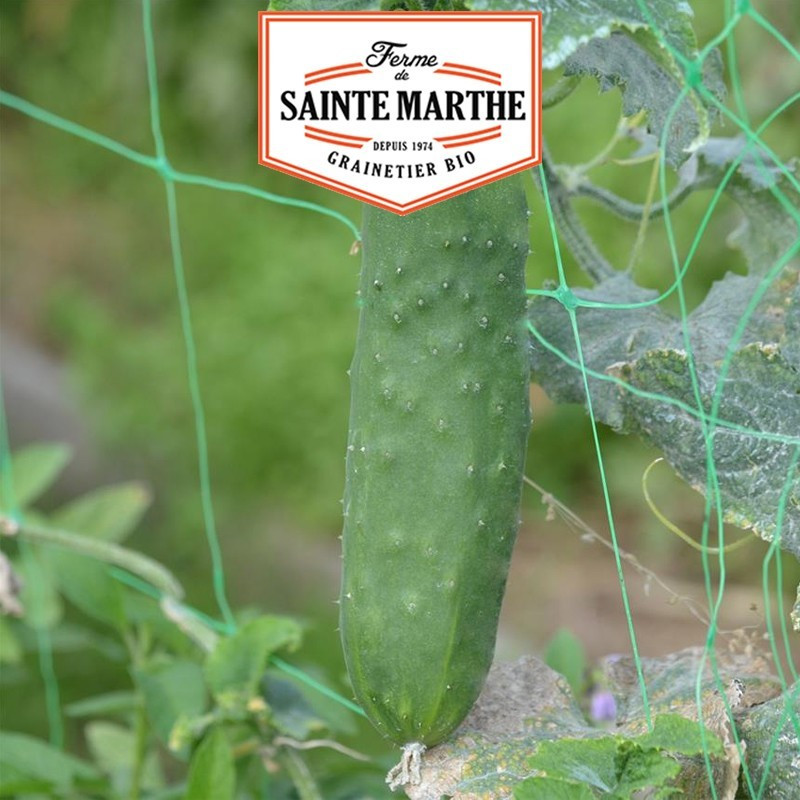  <x>La ferme Sainte Marthe</x> - 20 Samen Gurke, die Großzügige