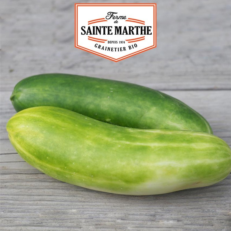  <x>La ferme Sainte Marthe</x> - 20 Samen Lange grüne Gurke Maraicher