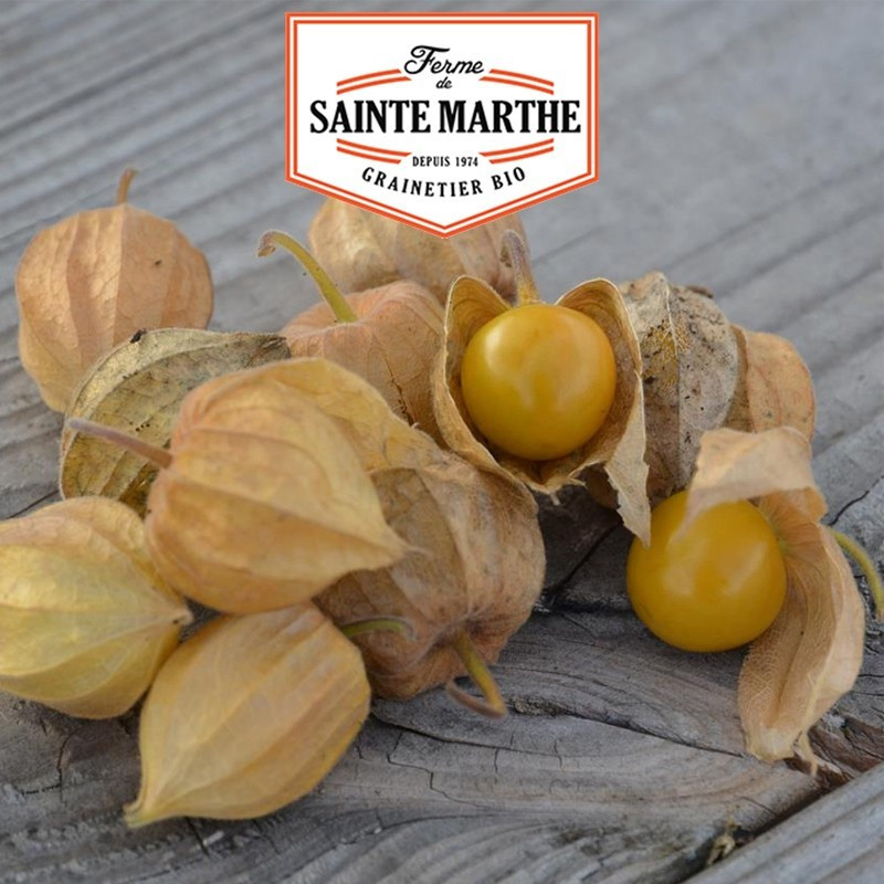 La ferme Sainte Marthe - 50 sementes Coqueret du Perou