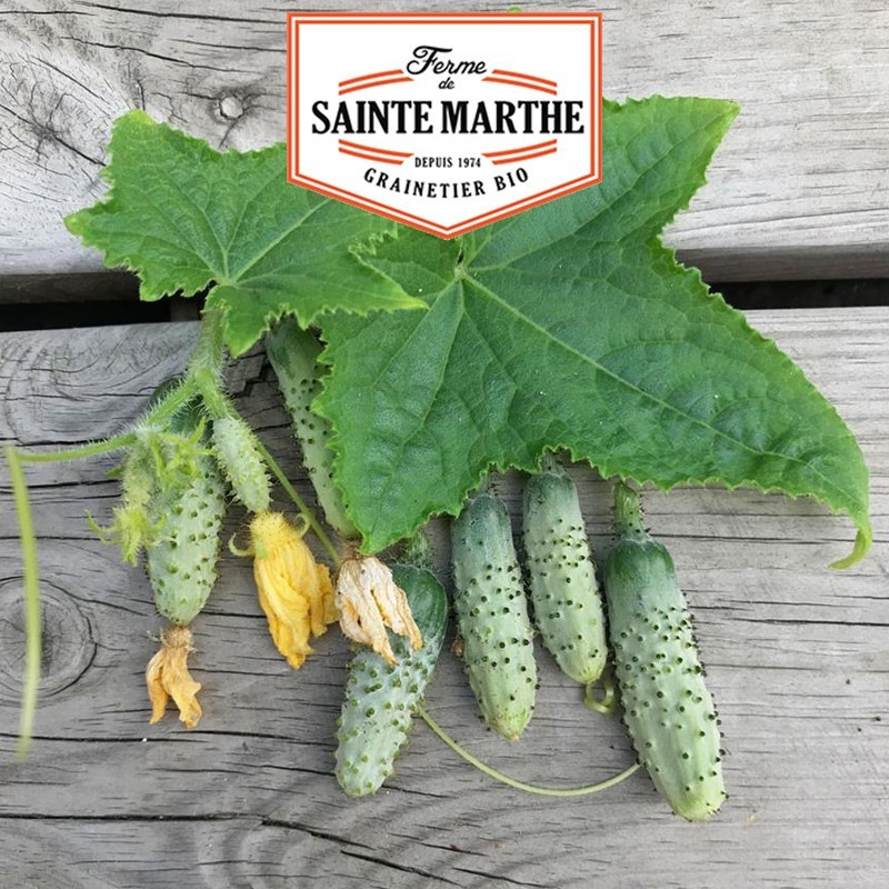 La ferme Sainte Marthe - 20 sementes Pequenos cornichons verdes de Paris