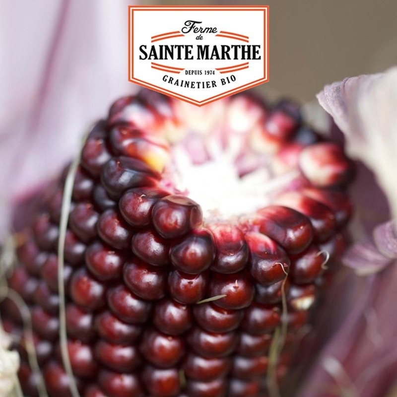  <x>La ferme Sainte Marthe</x> - 50 Samen Mais Popcorn Erdbeere
