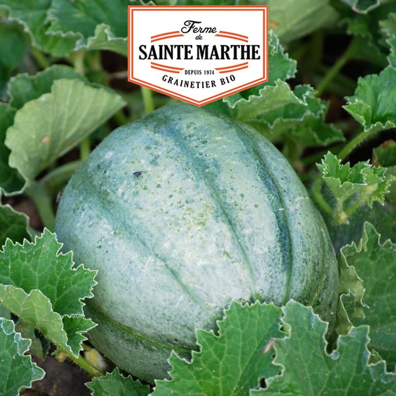  <x>La ferme Sainte Marthe</x> - 15 Samen Alte Melone Vieille France
