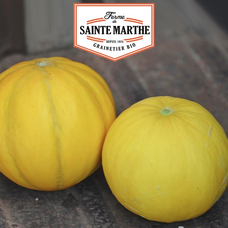 La ferme Sainte Marthe - 15 sementes de Melon Boule d'Or