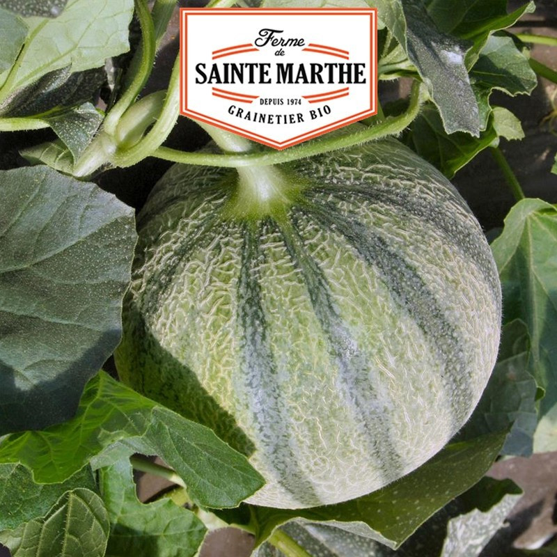  <x>La ferme Sainte Marthe</x> - 15 Samen Melone Charentais