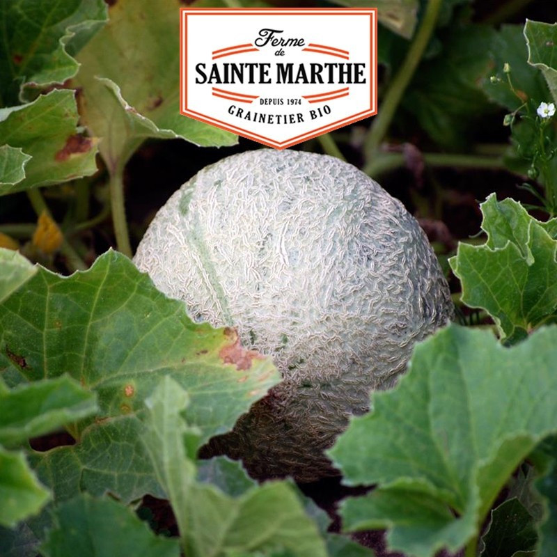  <x>La ferme Sainte Marthe</x> - 15 seeds Melon Sucrin de Tours