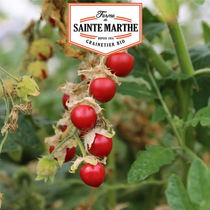 La ferme Sainte Marthe - 50 sementes Morelle de Balbis