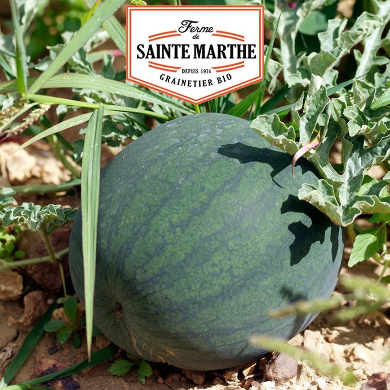  <x>La ferme Sainte Marthe</x> - 15 zaden Watermelon Sugar Baby