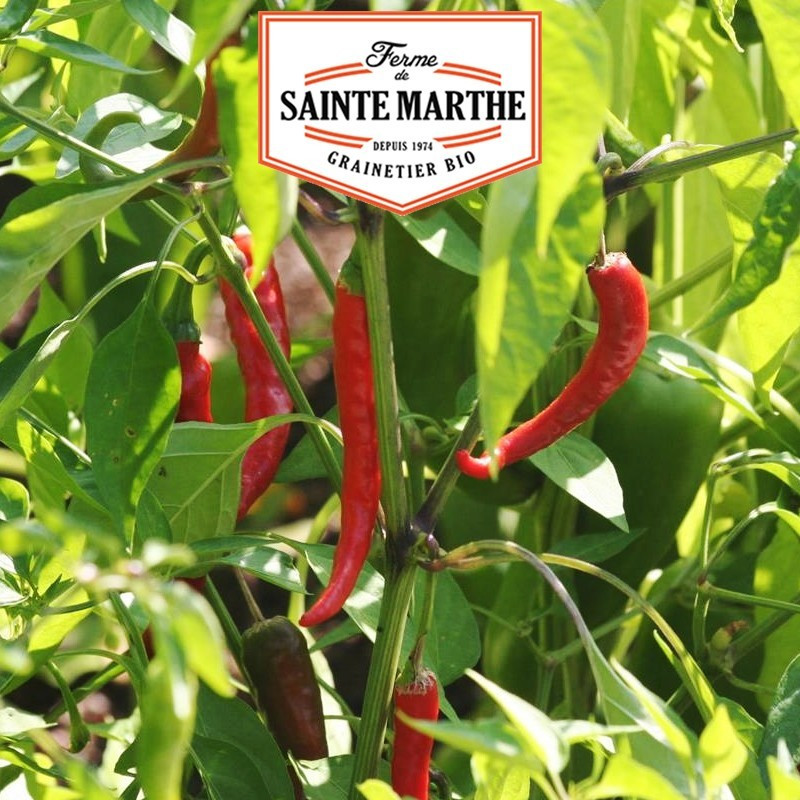  <x>La ferme Sainte Marthe</x> - 30 seeds Cayenne pepper