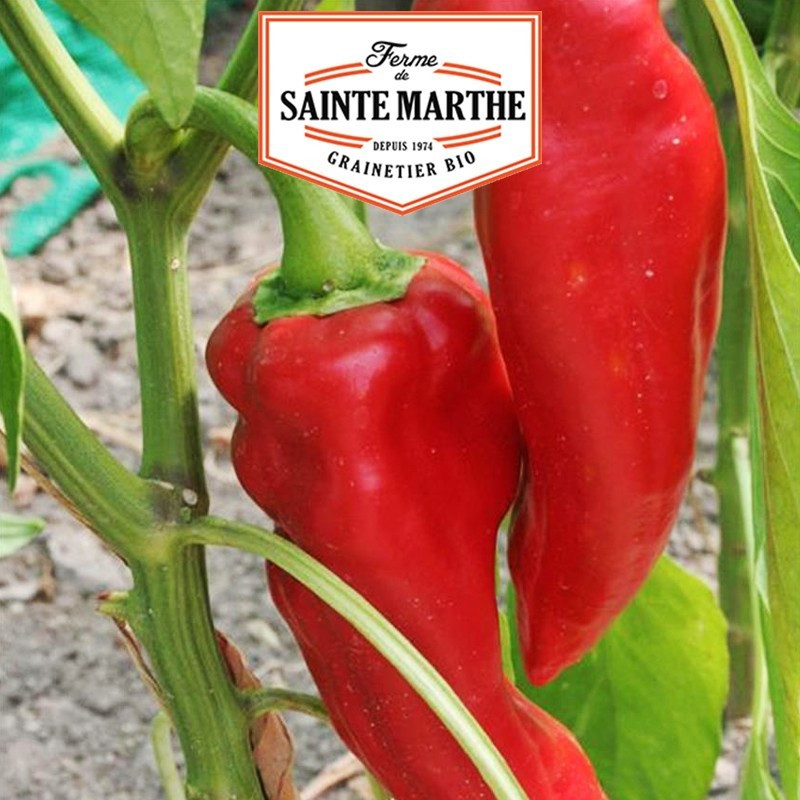  <x>La ferme Sainte Marthe</x> - 30 seeds Corno di Toro Rosso Pepper