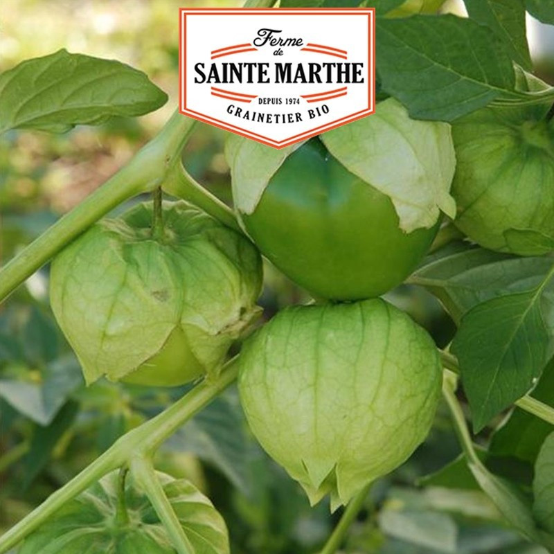 La ferme Sainte Marthe - 50 sementes de Tomatillo do México