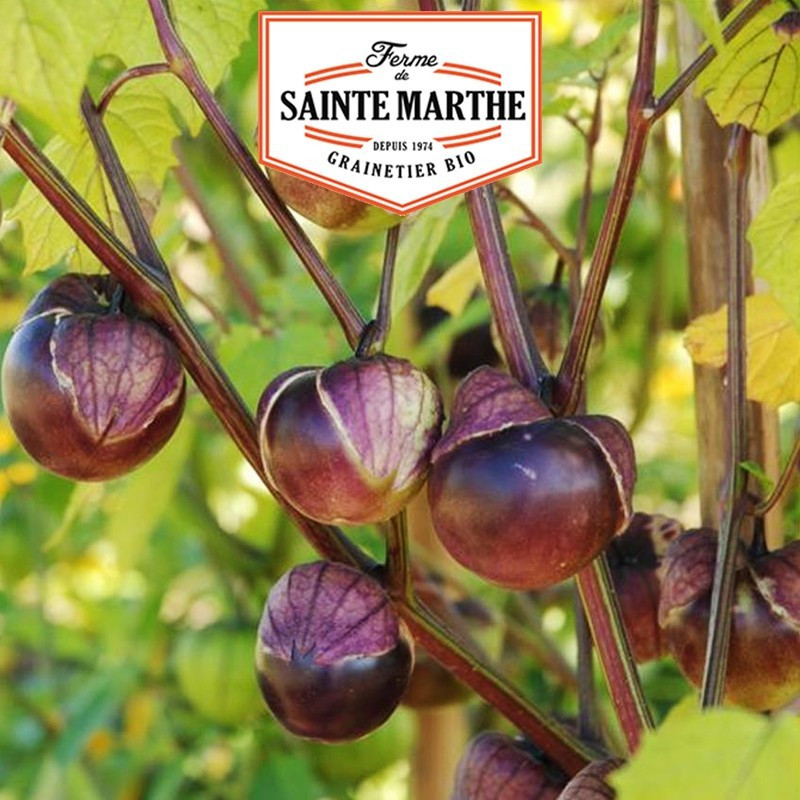  <x>La ferme Sainte Marthe</x> - 50 seeds Tomatillo Violet