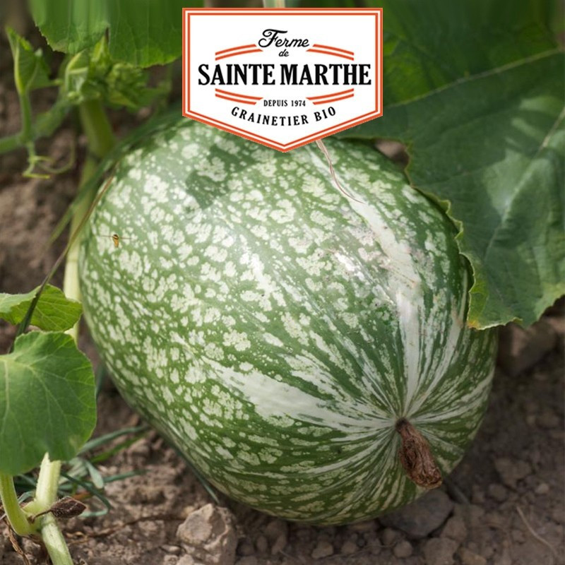  <x>La ferme Sainte Marthe</x> - 15 semi di zucca Siam