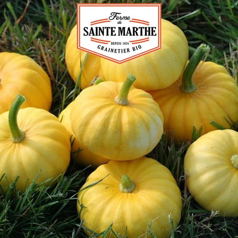  <x>La ferme Sainte Marthe</x> - 15 seeds Jack Be Little Squash
