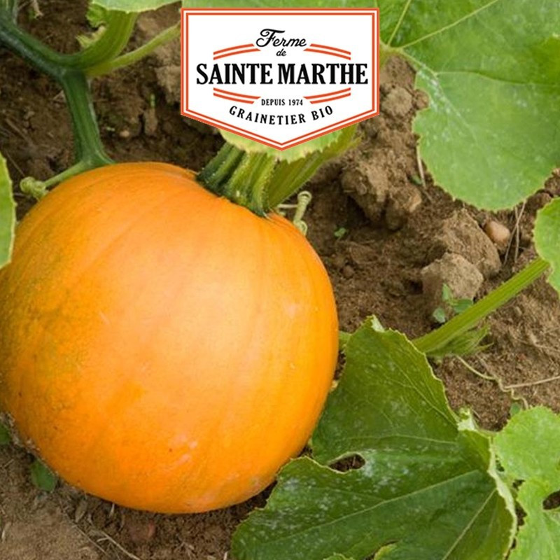  <x>La ferme Sainte Marthe</x> - 15 seeds Jack O'Lantern Squash