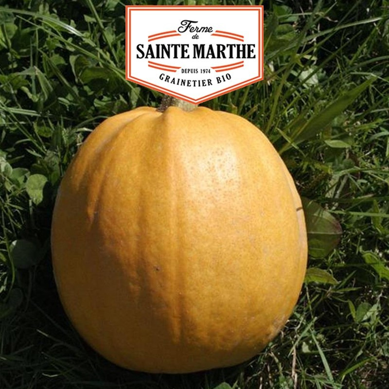  <x>La ferme Sainte Marthe</x> - 15 seeds Squash Melonnette Jaspée de Vendée