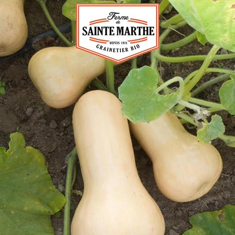 La ferme Sainte Marthe - 15 sementes de abóbora butternut