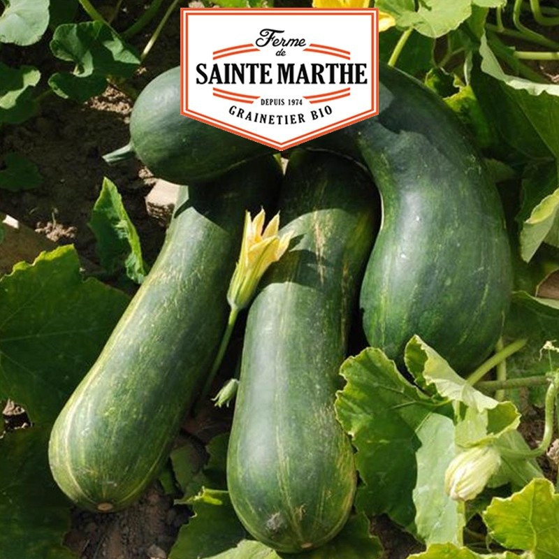  <x>La ferme Sainte Marthe</x> - 15 seeds Butternut squash Nice long