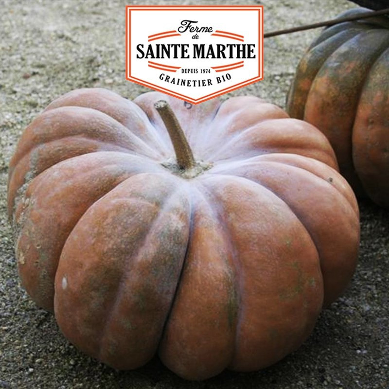 La ferme Sainte Marthe - 15 sementes de abóbora butternut