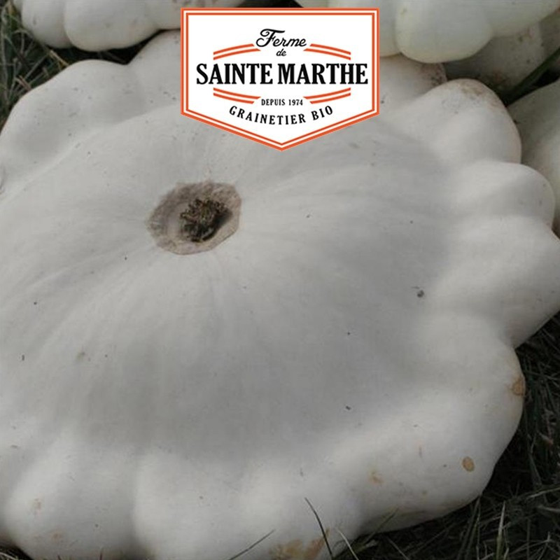  <x>La ferme Sainte Marthe</x> - 15 seeds White Pastry Squash